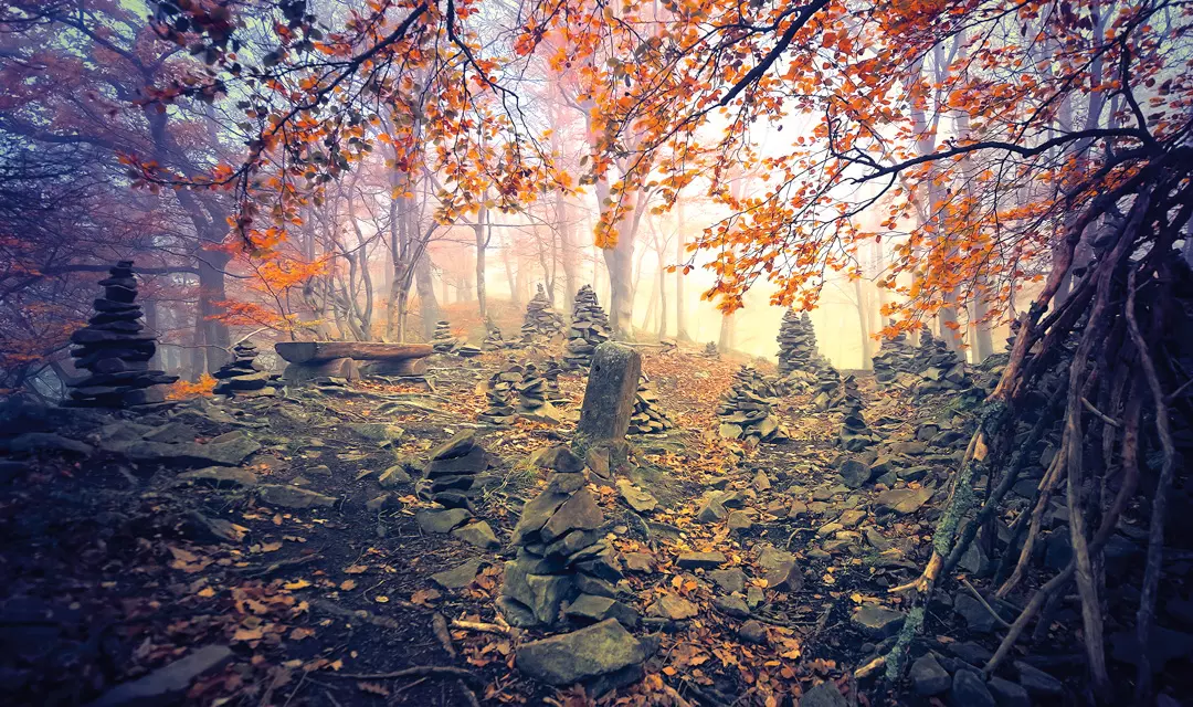 DIE SEELE DES WALDES